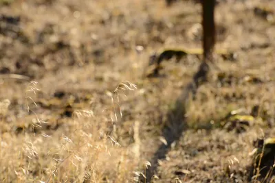 DSC_3034 (Large).JPG